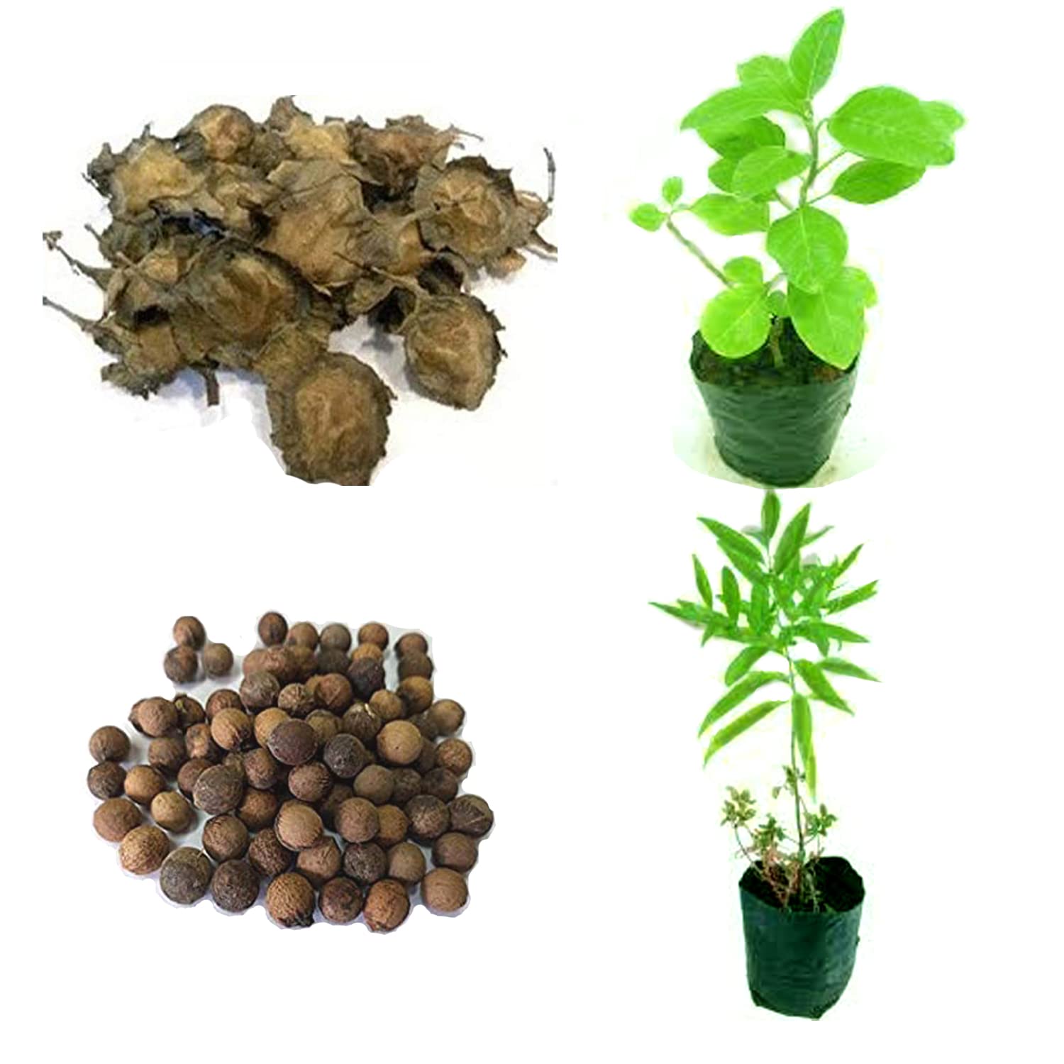 Combo Pack of Seeds of Original Red and White Chandan (Sandalwood) 10 Seeds of each (B0B94JRL5N) Amazon Price History, Amazon Price Tracker