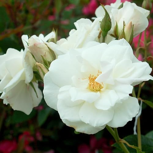 Rosa 'Iceberg' (Floribunda Rose) Rose, white flowers, #3 - Size
