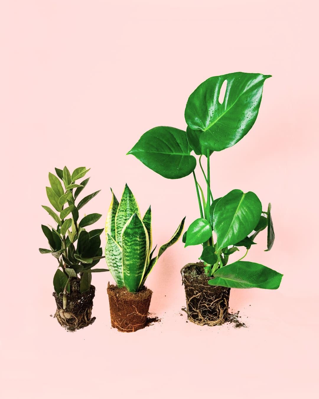 Pack 3x Plantas Medianas Resistentes | Plantas Interior | Pur Plant