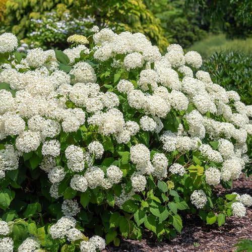 Hortensia blanc rustique Hydrangea Strong Annabelle tiges robustes extérieur