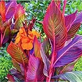 Seltene Canna Bestes Geschenk Winterhart MehrjäHrig,Canna Rhizome Winterhart Winterharte und mehrjährig-4zwiebeln-a