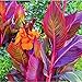 Seltene Canna Bestes Geschenk Winterhart MehrjäHrig,Canna Rhizome Winterhart Winterharte und mehrjährig-4zwiebeln-a