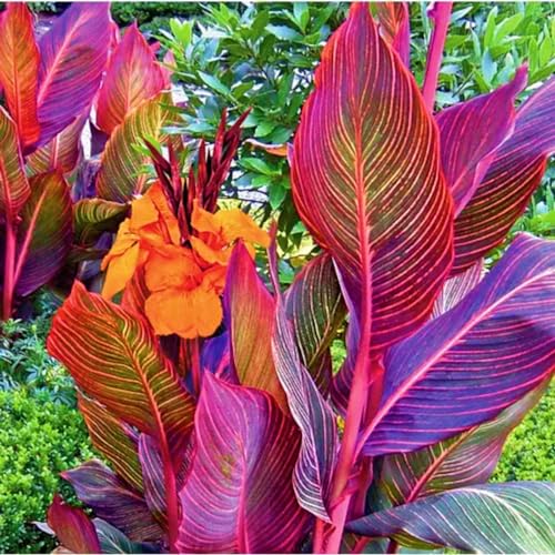 Seltene Canna Bestes Geschenk Winterhart MehrjäHrig,Canna Rhizome Winterhart Winterharte und mehrjährig-4zwiebeln-a
