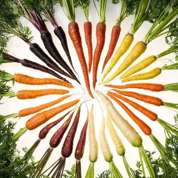 Miniatura 3 de Eden Brothers Semillas de zanahoria  Mezcla de arco iris sin OMG semillas para plantar, 14 libra  Semillas vegetales de bajo mantenimiento, plantas