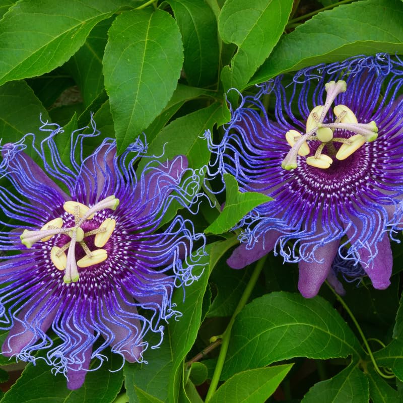 Deep Purple Passion Flower Plant
