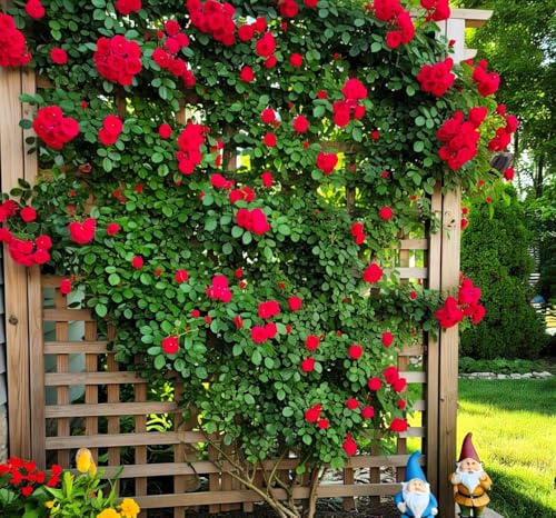 Image of Climbing Rose Hybrid Seeds Pack - Large Flowers- 70 Easy-to-Grow Seeds for Vibrant Blooms, Suitable for All Indian Climates (RED)
