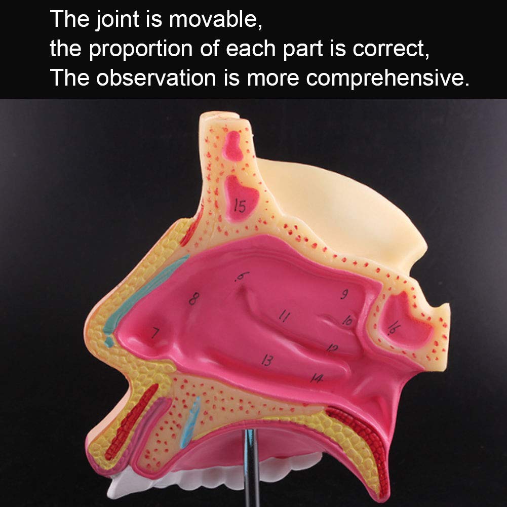 Model anatomiczny ludzkiego ucha anatomicznego ludzkiego narządu model ucha anatomicznego ucha wewnętrznego odłączany labirynt kostny i błoniasty labirynt medyczny demonstracja medyczna materiały