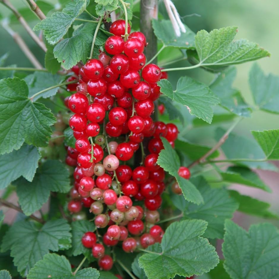 Plant Theory Redcurrant Jonkheer Van Tets Fruit Bush Ribes 3L Pot