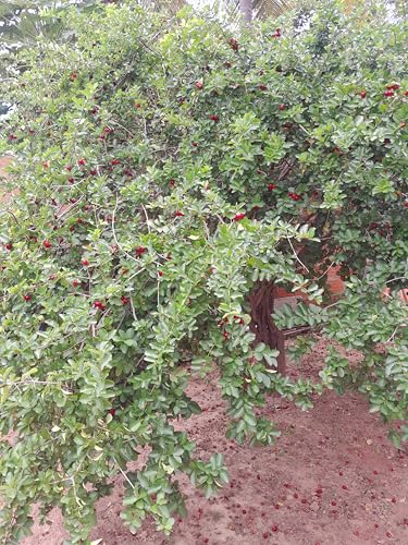 60 Sementes de Acerola para Plantio Natural do Norte de Minas Gerais