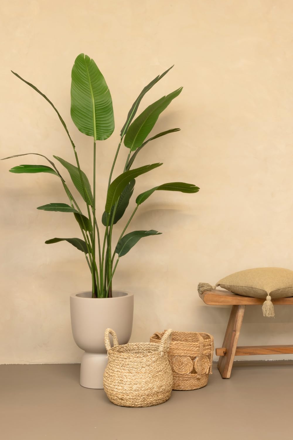 monstera deliciosa png Monstera Deliciosa