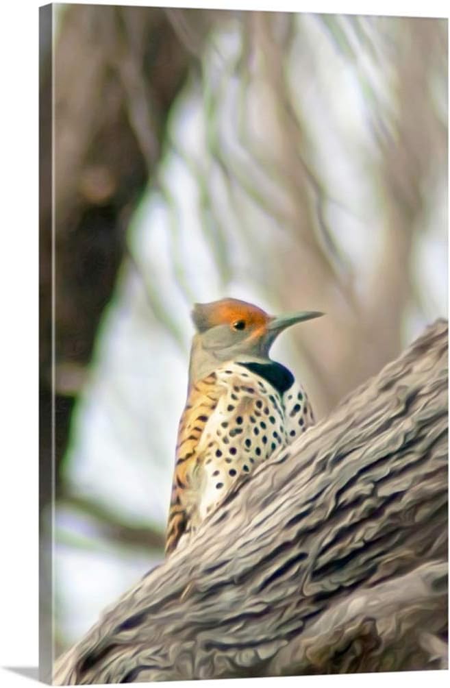 Flicker Bird Photograph in Woodlands as Wall Decor Nature Art