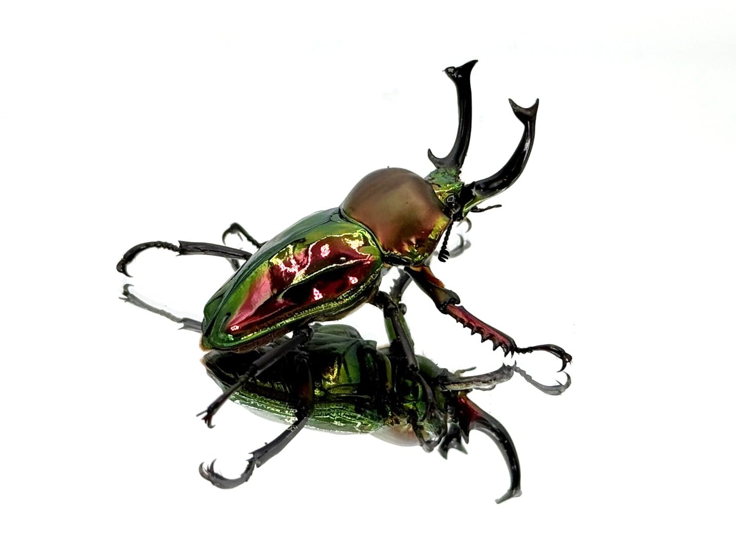 Amazon | 【DDA】ニジイロクワガタ 成虫 ペア dda クワガタ 飼育