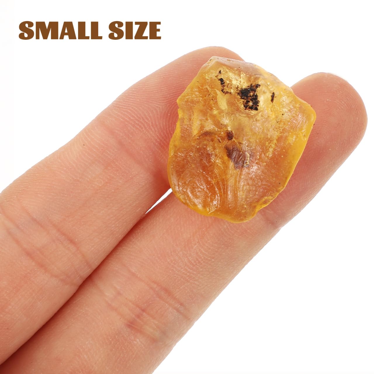 Baluue Juego de fósiles con 10 cajas de fósiles paleontológicos trilobita ámbar y piedra natural para coleccionistas de enseñanza científica y decoración