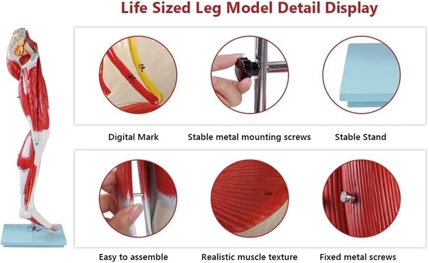 Human Anatomy Muscle Leg Model, 13-Part Life-Size Numbered with Removable Muscles, for Medical Physiology Research