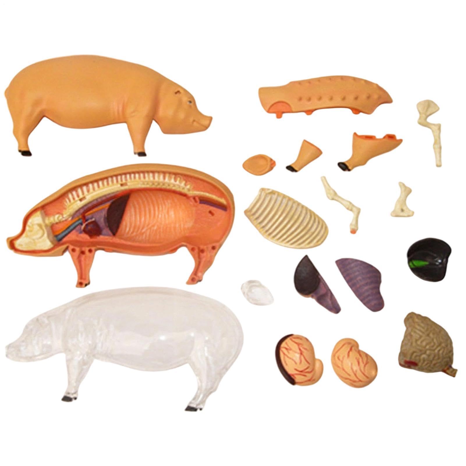 Modelo de Anatomía Animal Herramienta de Enseñanza para Cerdos | Herramienta Científica Juguete Demostración Biológica Material Didáctico De Biología Para Aulas Estudiantes Clínicas