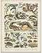Old Fashioned French Reptile Illustration - 11x14 Unframed Art Print - Great Vintage Wall Decor