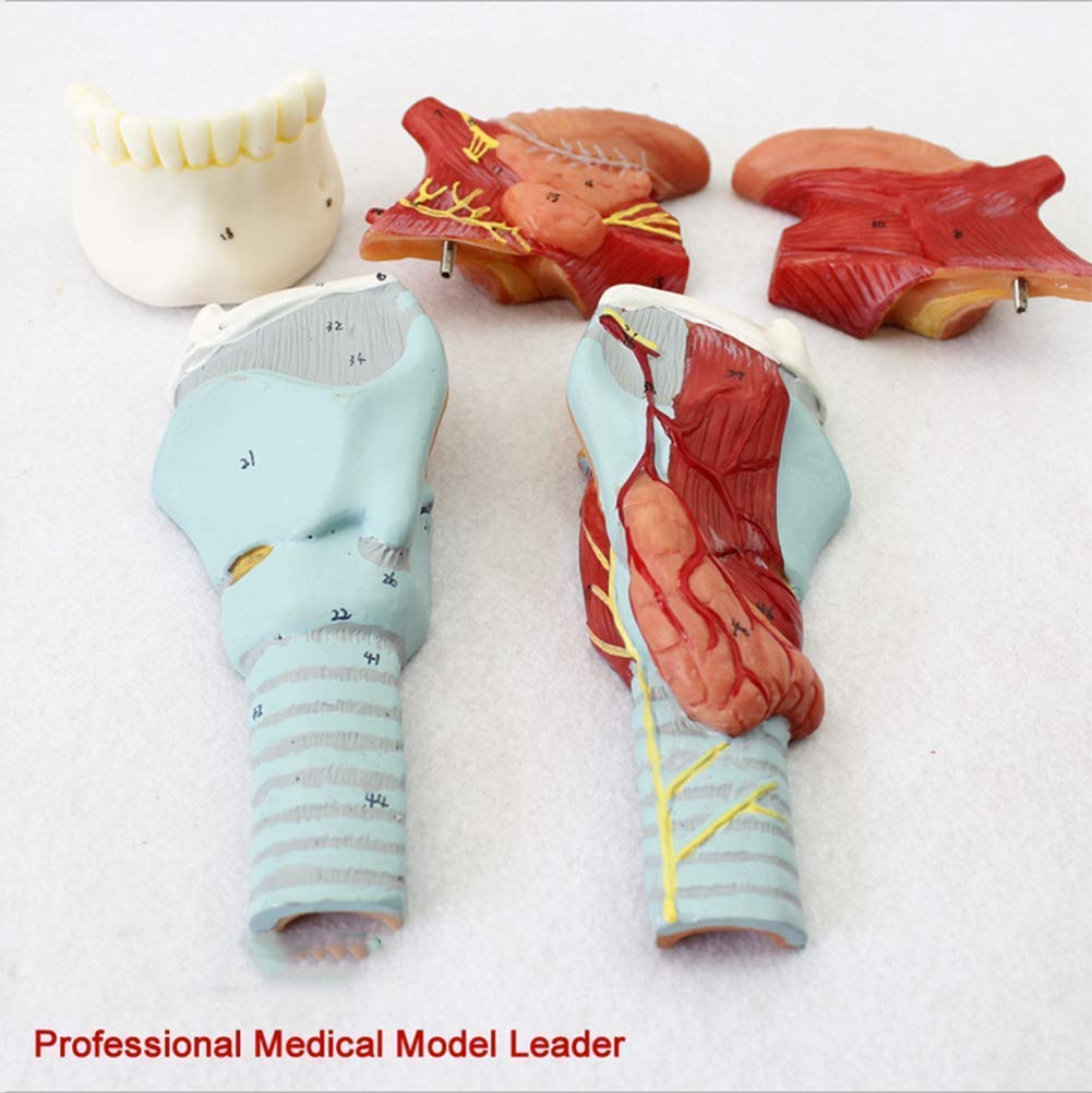 Anatomia della Gola Modello della Testa Modello del boccaglio Umano Tiroide Organo Medico Laringe Modello di Scheletro Strumento didattico Scolastico Materiale di Laboratorio