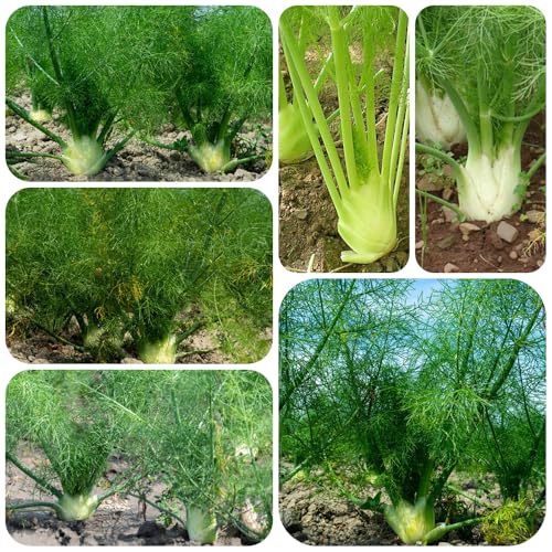 semillas de hinojo, bulbo de hinojo, balcón hortícolas Jardín balcón con invernaderos jardín, la 300pcs