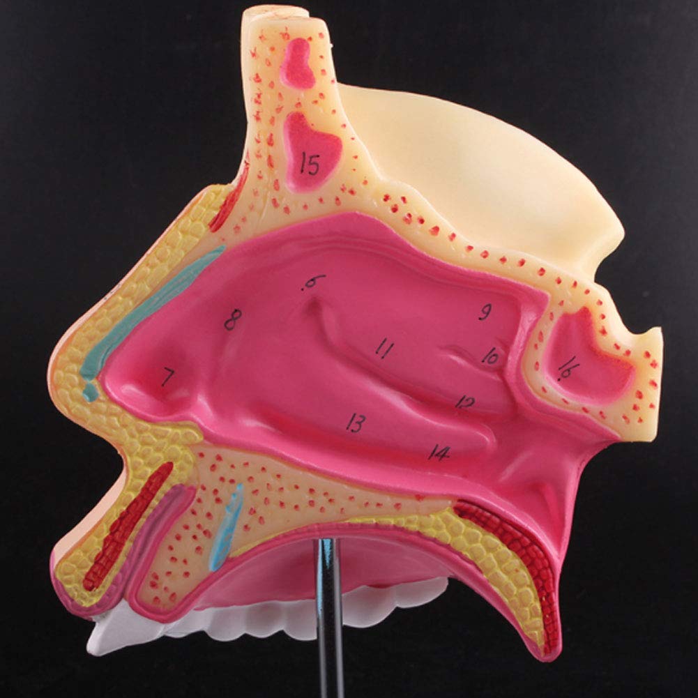 Model anatomiczny ludzkiego ucha anatomicznego ludzkiego narządu model ucha anatomicznego ucha wewnętrznego odłączany labirynt kostny i błoniasty labirynt medyczny demonstracja medyczna materiały