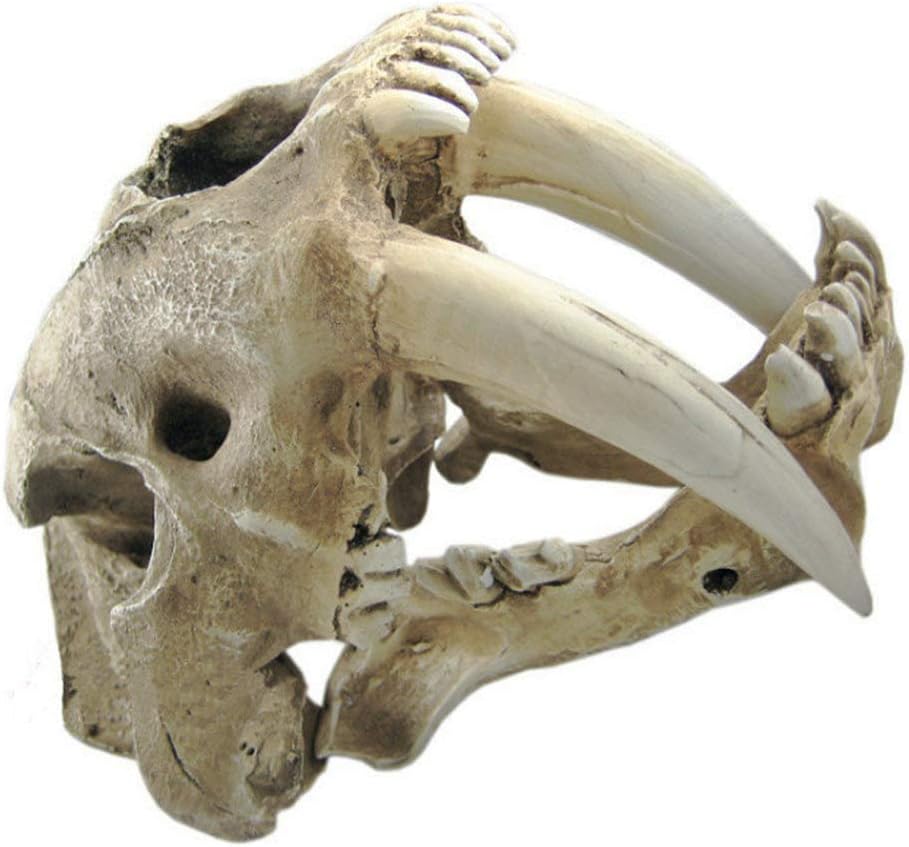 Gmasking Resin Smilodon Saber Tooth Tiger 1:1 Head Skull Replica (No Display Stand)