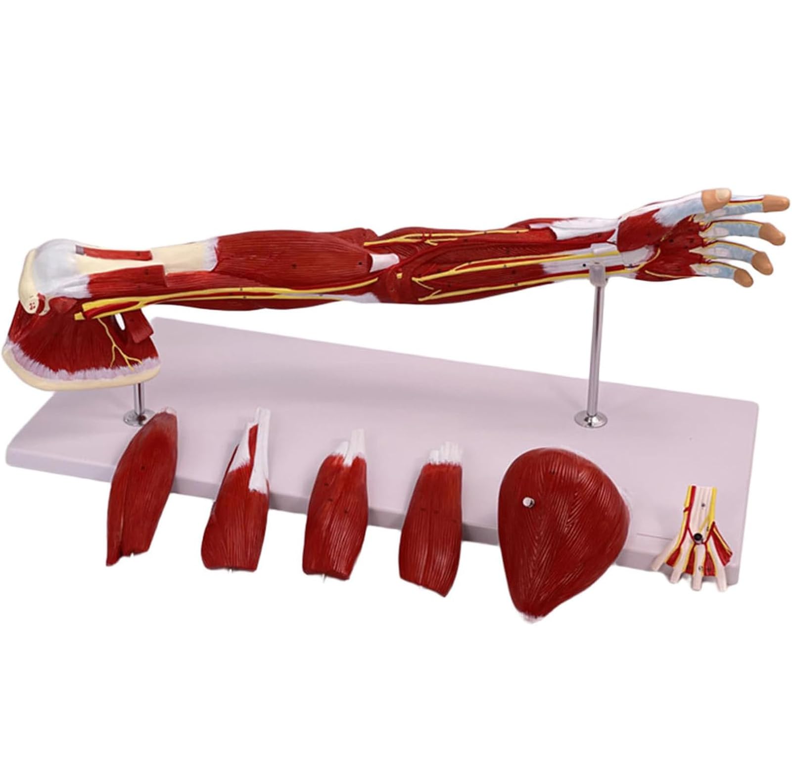 YNIYUJKL Human Arm Muscle Model - 30 Inch Anatomy Model, Removable 7 Parts, Numbered Muscles For Study, Display, Teaching