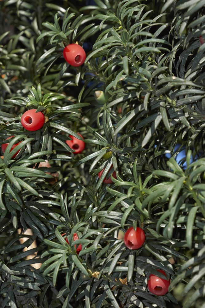 salz fr thuja Thuja Smaragd kaufen  schmale Hecke