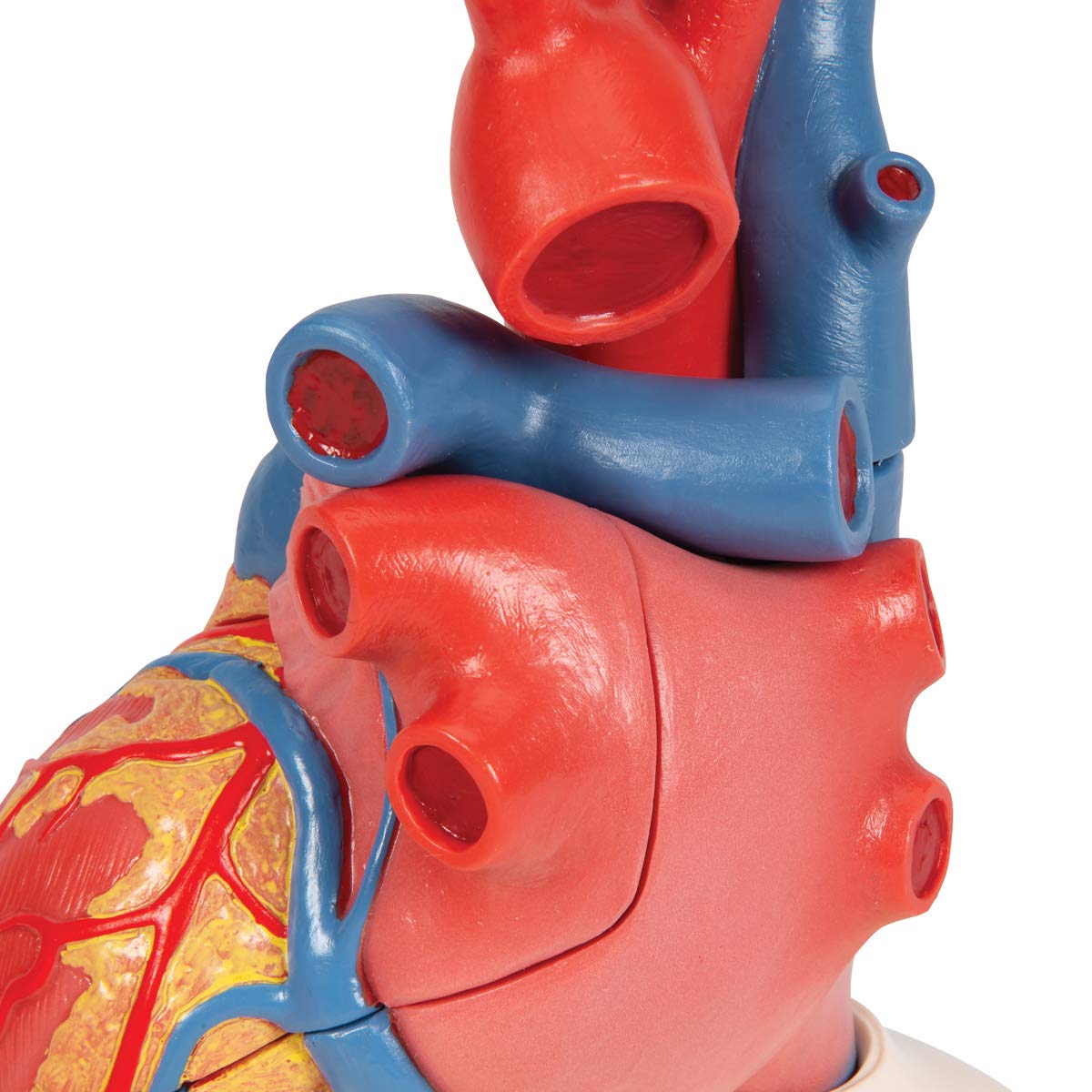 3B Scientific naukowa anatomia człowieka - model serca na podstawie, 5 części darmowe oprogramowanie anatomiczne - 3B Smart Anatomy