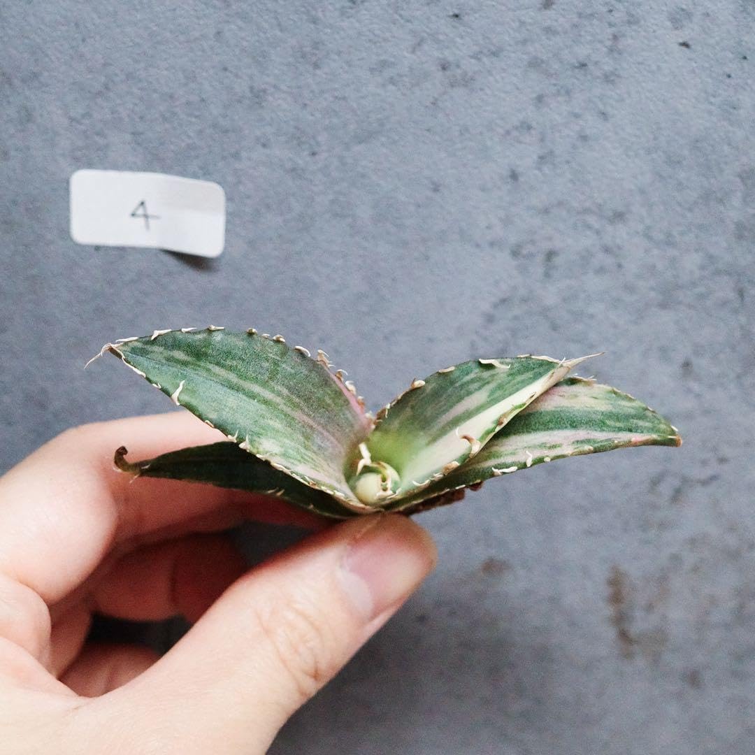 アガベ チタノタ オテロイ 白鯨錦 極上斑入り 縞斑 4 アガベ 白鯨錦 アガベ チタノタ オテロイ 白鯨錦 極上斑入り 縞斑 4 アガベ 白鯨錦