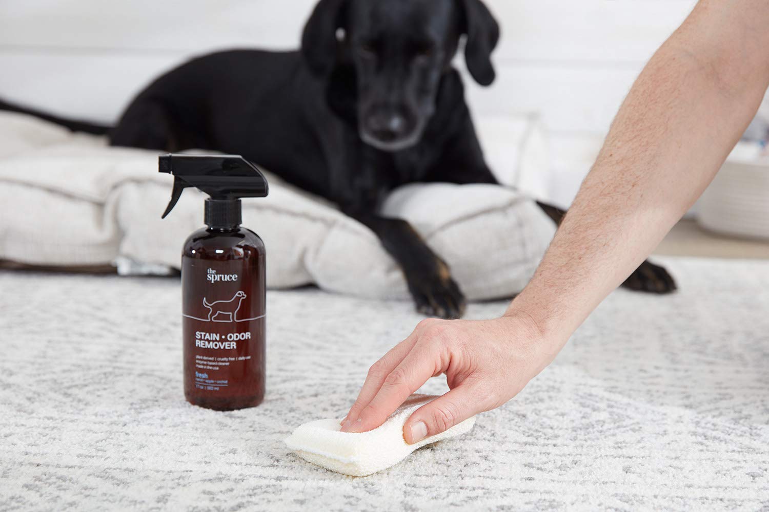 The Spruce Removedor de manchas y olores para mascotas, limpiador a base de enzimas derivado de plantas para orina de perros y gatos, heces, vómito, etc. Seguro y eficaz en azulejos, madera dura,