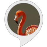 フラミンゴの事実