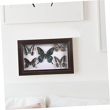 Amazon | JECOMPRIS 手作り標本 photo frame 壁掛けの蝶の標本
