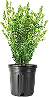 Vista 10 de Wintergreen Boj 10 plantas vivas de 4 pulgadas Buxus Microphylla Arbusto de hoja perenne, follaje denso, jardín formal, bajo mantenimiento