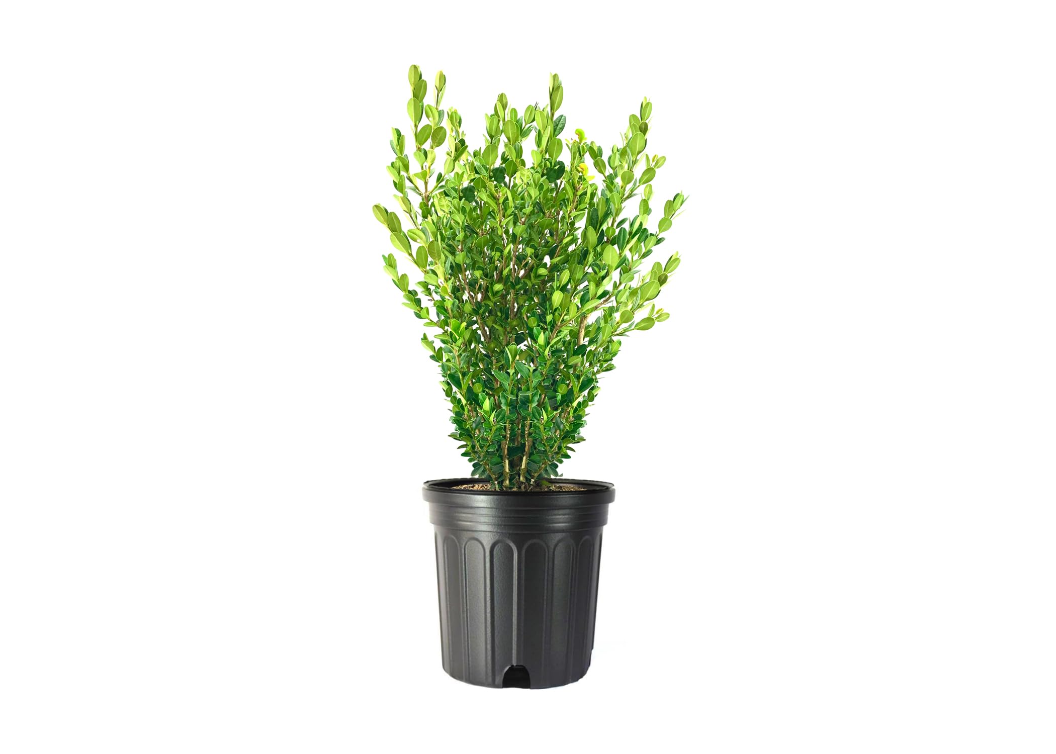 Florida Foliage Wintergreen Boxwood Extra Large Trade 3 Gallon