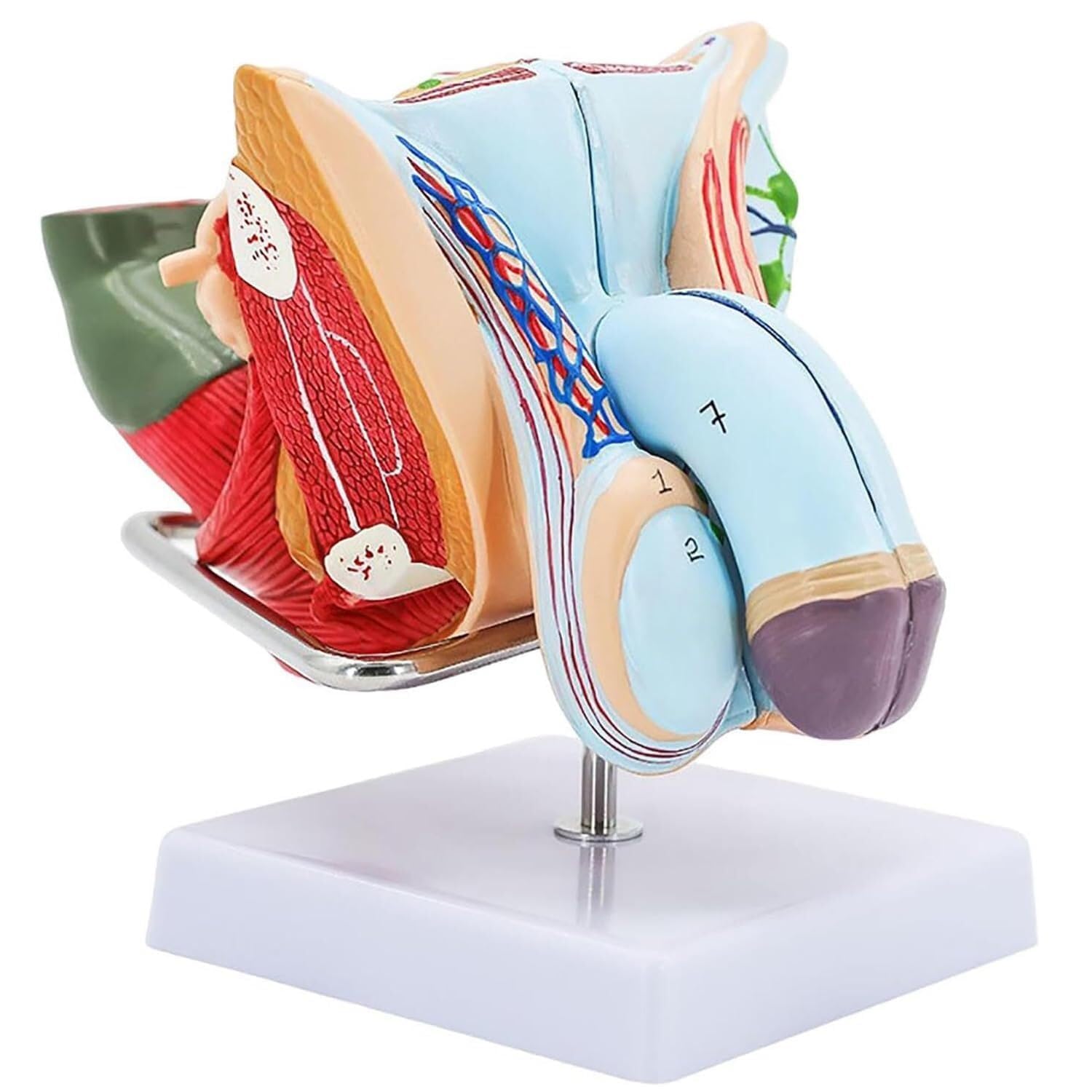 Model anatomii naturalnej wielkości z 4 zdejmowanymi częściami i 72 wyświetlaczami, bardzo precyzyjny męski układ rozrodczy do lekcji