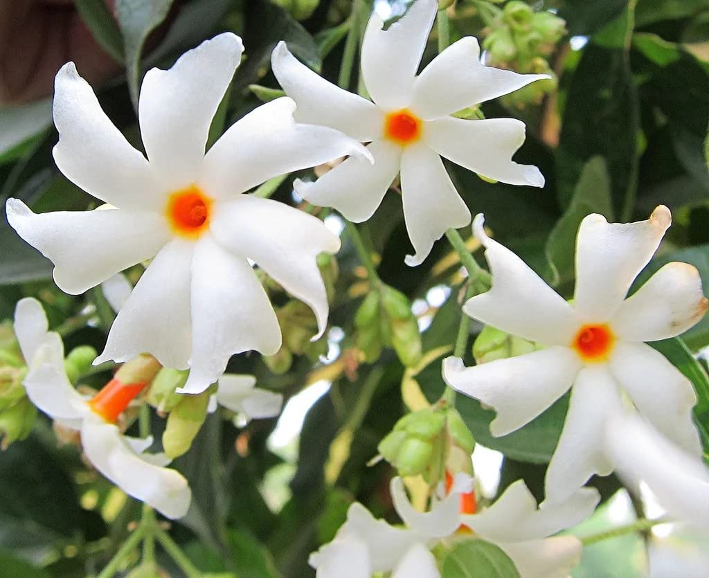 GrowZid Night Jasmine (Parijat) Outdoor Gardening Flower Plant Seeds Pack Descript: (B0B93M5T5B) Amazon Price History, Amazon Price Tracker
