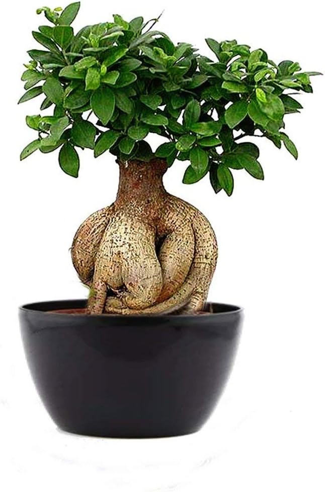 Green Paradise® Bonsai Lero Lero Chinese Pepper Bonsai Tree With Pot (Live Plant) Amazon.in