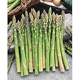 Nuevo 100pcs Semillas de vegetales de espárragos completamente verdes
