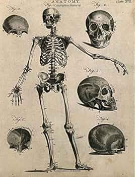 Amazon | アンティーク解剖学的スケルトングラフペーパー