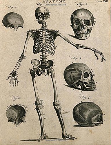 アンティーク解剖図 大判アート作品 アンティーク解剖図 大判アート作品 il_1080xN.2511396959_fnzt.jpg