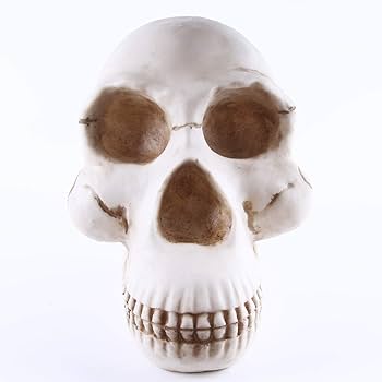 猿の頭骨 スカル Crow Skull🐦‍⬛💀 猿の頭蓋骨、モンキーチベタンや人間の頭蓋骨