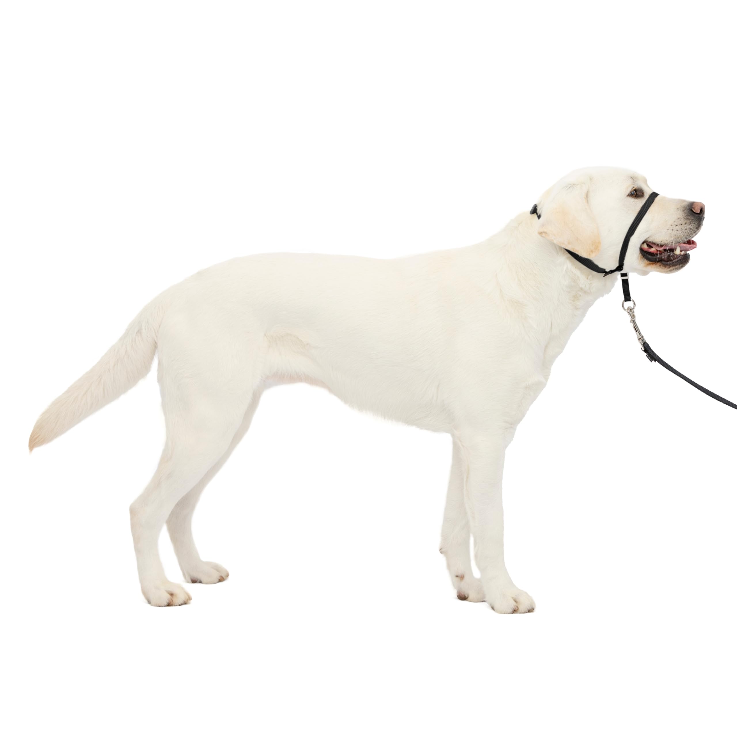Petsafe Gentle Leader Headcollar, No-Pull Dog Collar, Large 60-130 Lb., Black