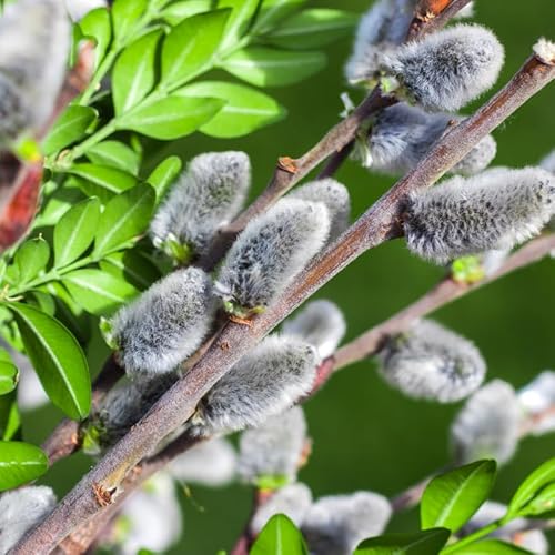 Pussy Willow Plant Live Shrubs (Set of 4) – 6