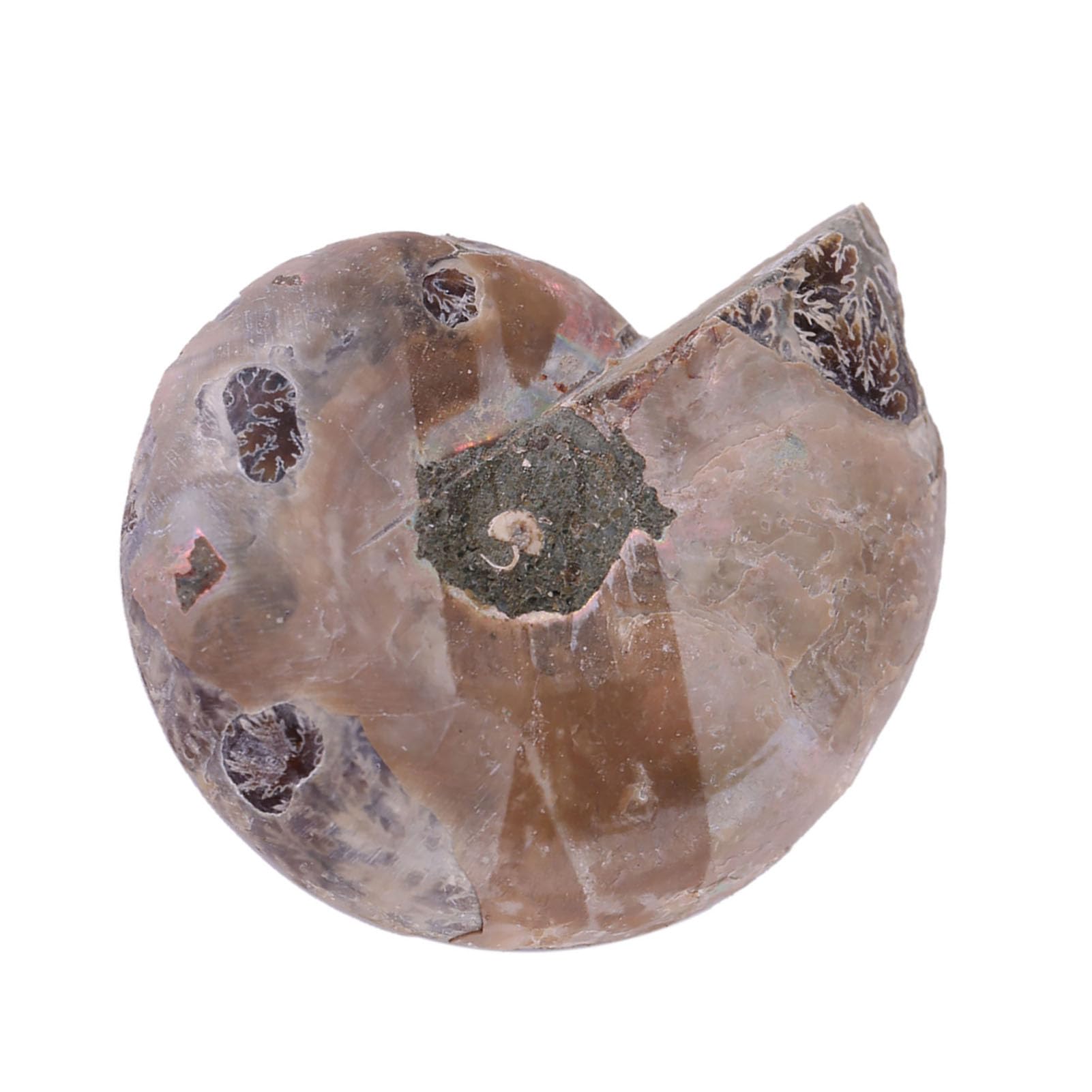 Ammonite Véritable 2 Pièces, Spécimen d'Ammonite, Coquille de Pierres et Minéraux de Madagascar, Ammonite de Mer