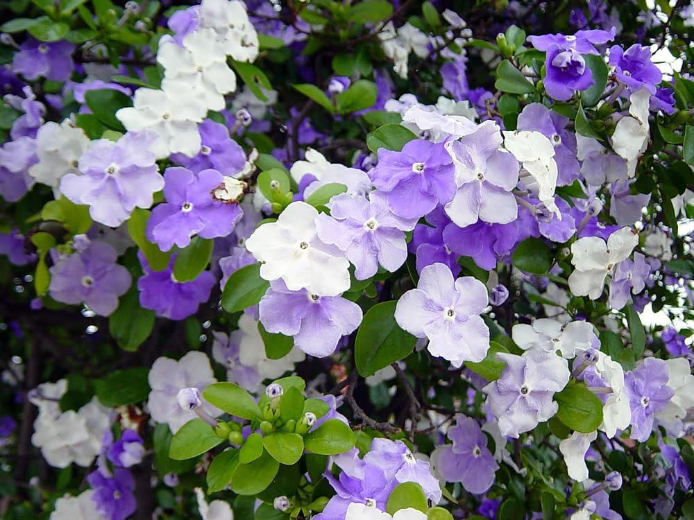 Vivaio Garden Forest - Brunfelsia – Pianta Sempreverde da Fiore in Vaso 24 cm, Fiori Profumati Viola-​Lilla-​Bianchi, Fioritura Primaverile-​Estiva – Ideale per Interni e Terrazzi – FOTO REALI