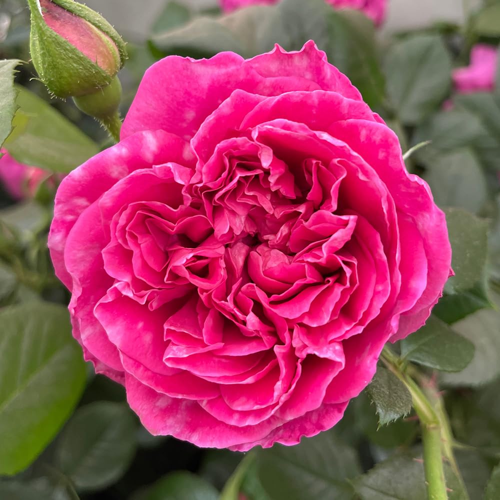 YouGarden Harkness Rose 'Highclere Castle' ®, 4L Potted, Ready to Plant