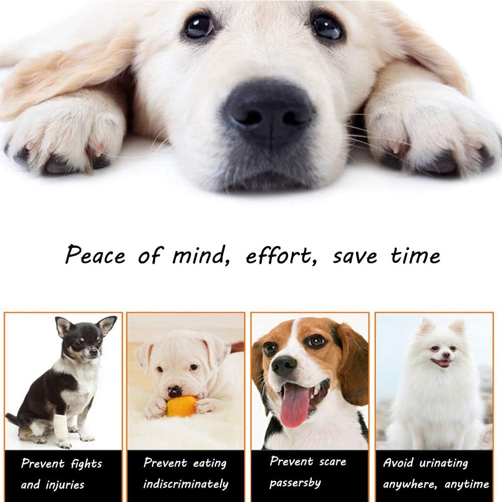 Laisse rétractable pour chien 5 m en nylon avec frein et verrouillage, poignée confortable pour chiens et chats de moins de 50 kg