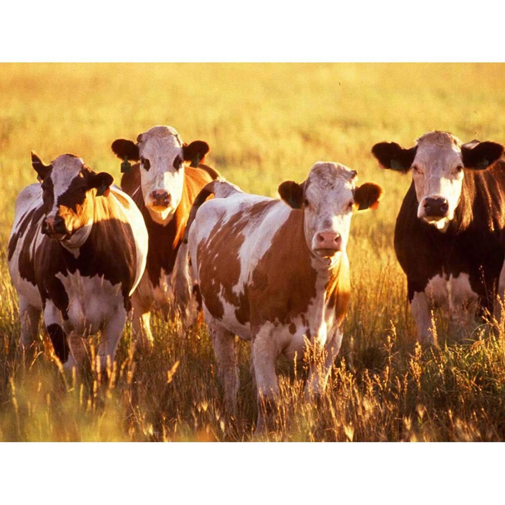 Wee Blue Coo Nature Agriculture Farm Animal Cow Cattle Field Art Print Poster Wall Decor 12X16 Inch