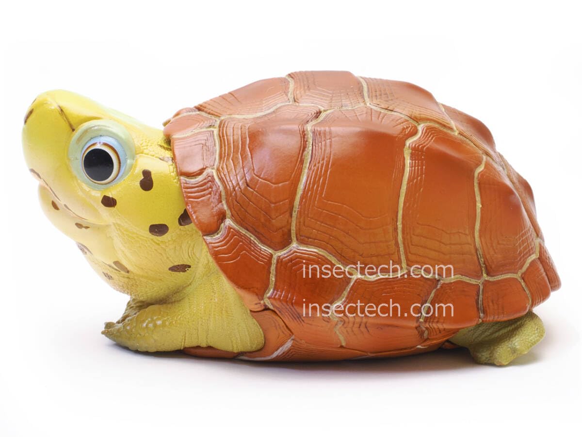 Amazon.co.jp: 動物の惑星 WF2024夏限定 アフリカシーラカンスと