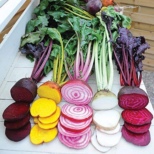 Beetroot Hardy Annual Autumn Vegetable Salad Seeds, 5 Different Beet Rainbow Mix Plants for Veg Garden & Allotment, Beta Vulgaris Approx 250 Seeds 1 x Finished Packet by Thompson and Morgan