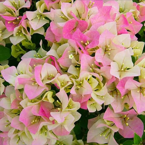 Live Flower Plant - Bougainvillea Flower - From 3 Inc ('Blueberry Ice') #TOP3